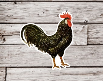 Anconas Chicken Sticker, Anconas Sticker, Chicken Sticker, Bird Sticker, Farm Animal Sticker, Natural History Sticker