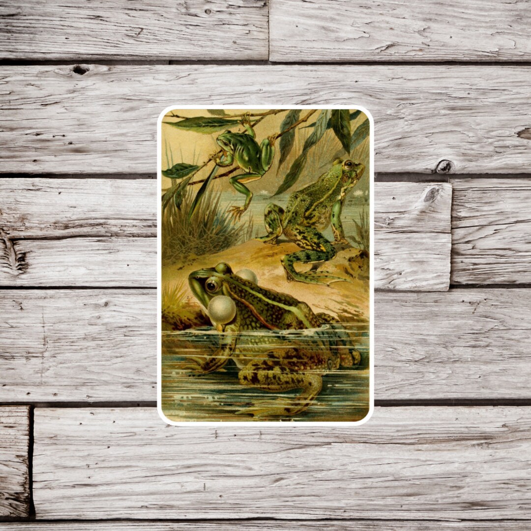 Frog Sticker, Bullfrog Sticker, Amphibian Sticker, Waterproof Sticker ...