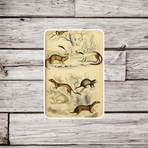 Weasel Sticker, Mink Sticker, Ferret Sticker, Waterproof Sticker, Mustelidae Sticker, Animal Sticker, Natural History Sticker