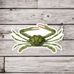 Green Crab Sticker, Crab Sticker, Shore Crab Sticker, Crustacean Sticker, Ocean Sticker,  Beach Sticker, Natural History Sticker