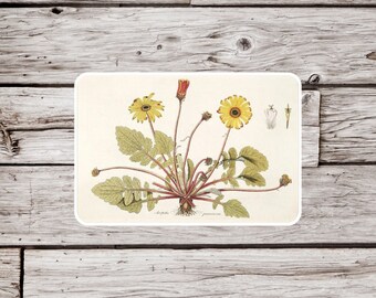 Dandelion Sticker, Natural History Sticker, Vintage Botanical Sticker, Flower Sticker, Wildflower Sticker, Garden Sticker