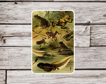 Frog Sticker, Tadpole Sticker, Amphibian Sticker, Toad Sticker, Waterproof Sticker, Vintage Frog Sticker, Natural History Sticker