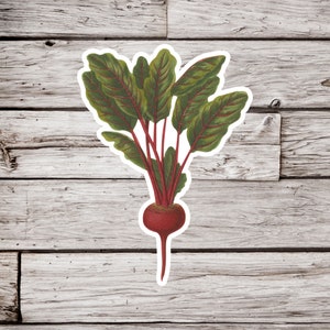 May include: A vintage illustration of a beet with green leaves. The beet is red and the leaves are green. The illustration is on a white background.