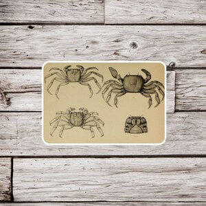 Crab Sticker, Crustacean Sticker, Ocean Sticker, Beach Sticker, Waterproof Sticker, Vintage Crab Sticker, Natural History Sticker