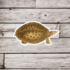 May include: A brown turtle with a patterned shell on a light wood background.