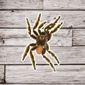 Tarantula Sticker, Spider Sticker, Arachnid Sticker, Nature Sticker, Natural History Sticker, Bug Sticker, Insect Sticker