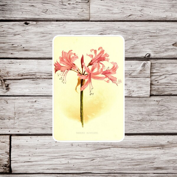 Guernsey Lily Sticker, Natural History Sticker, Vintage Botanical Sticker, Flower Sticker, Lily Sticker, Guernsey Lily Magnet