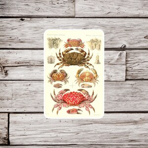 Crab Sticker, Crustacean Sticker, Ocean Sticker, Beach Sticker, Waterproof Sticker, Vintage Crab Sticker, Natural History Sticker