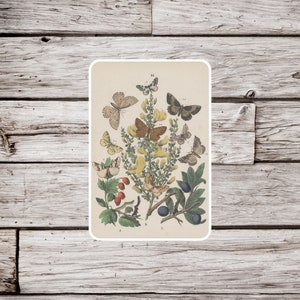 Butterfly Sticker, Lepidoptery Sticker, Moth Sticker, Vintage Butterfly Sticker, Insect Sticker, Natural History Sticker, Botanical Sticker