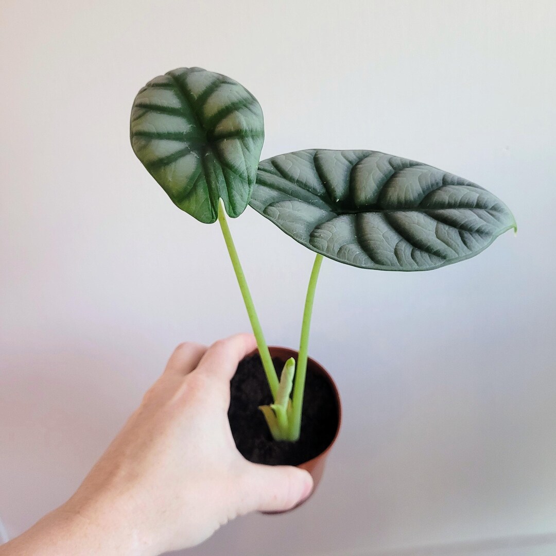 Alocasia Dragon Scale Silver main image 0
