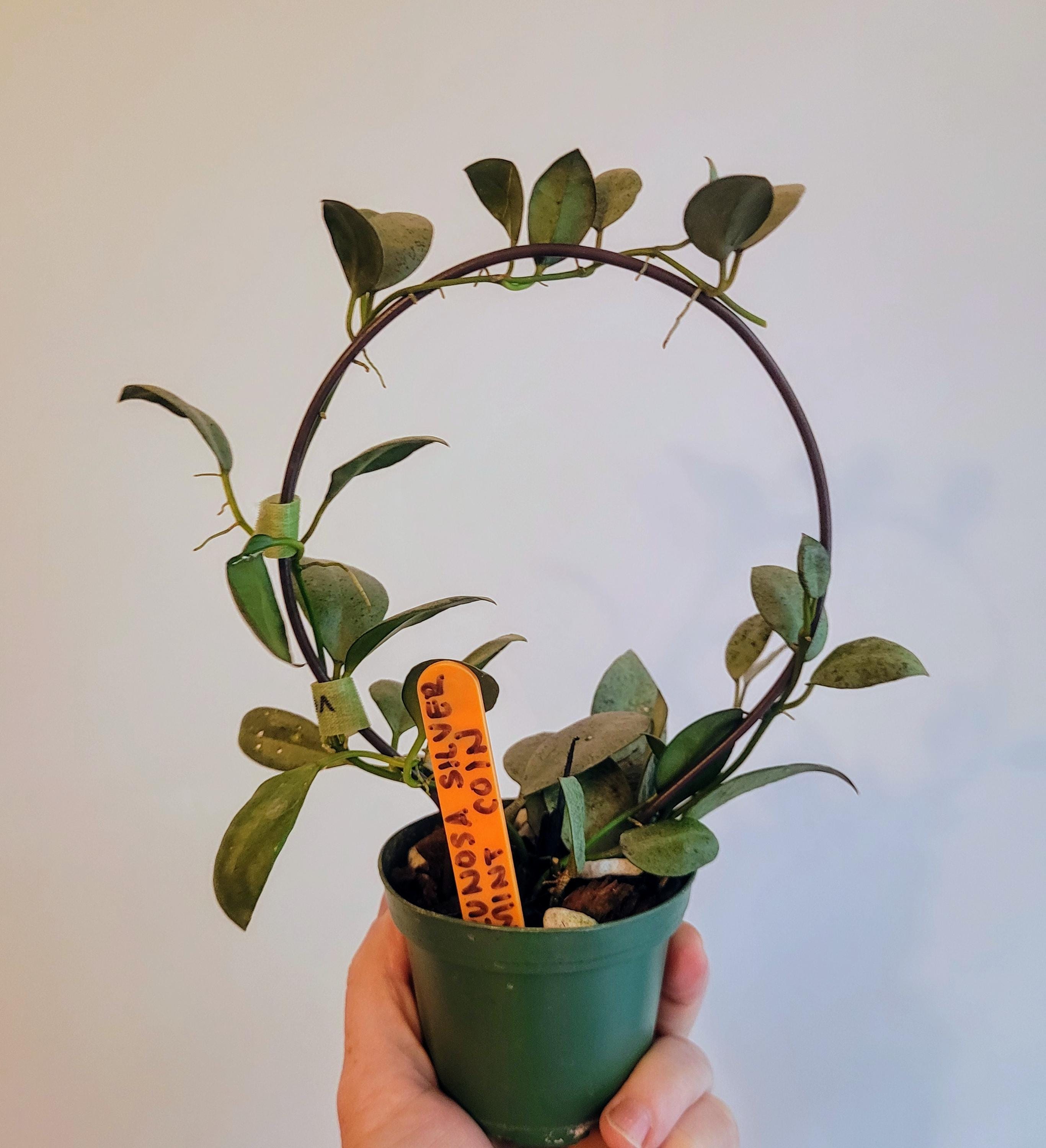 Hoya Lacunosa Silver Mint Coin - Etsy