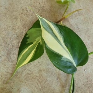 Philodendron rio cutting no roots