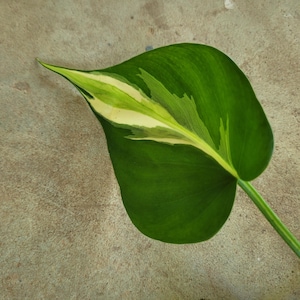 Philodendron cream splash cutting no roots