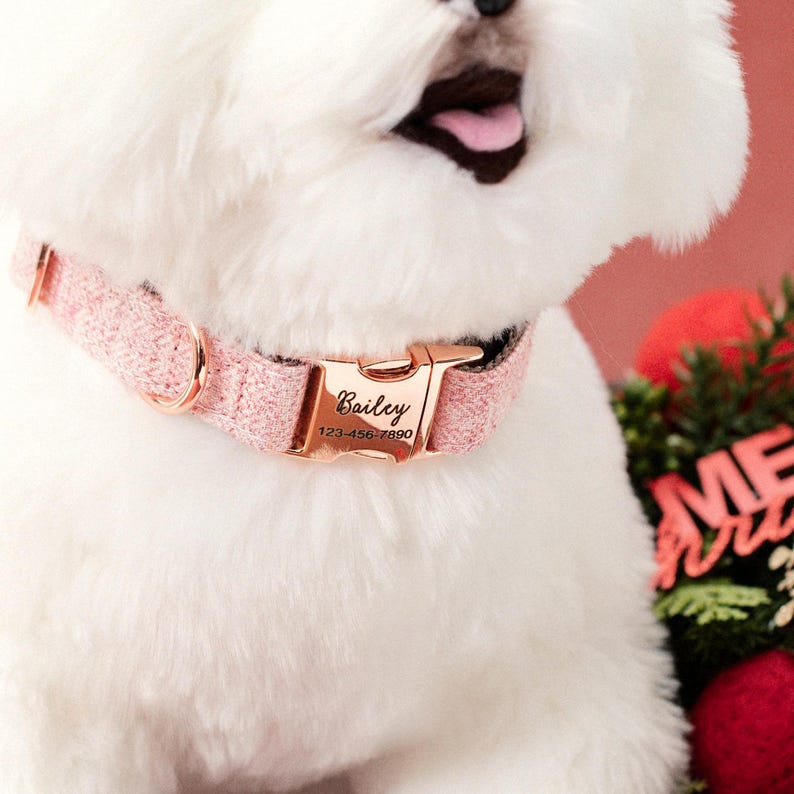 May include: A pink dog collar with a rose gold buckle that says "Bailey" and "123-456-7890".