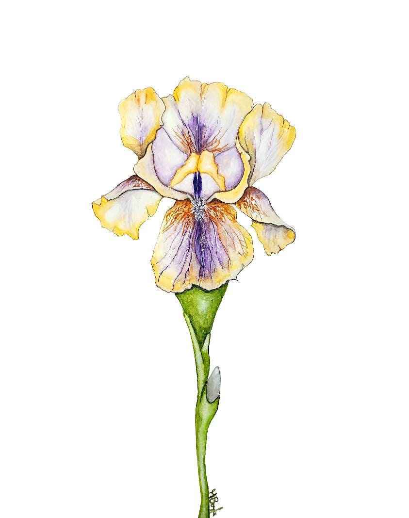 Set of Three Iris Art Prints 11x14