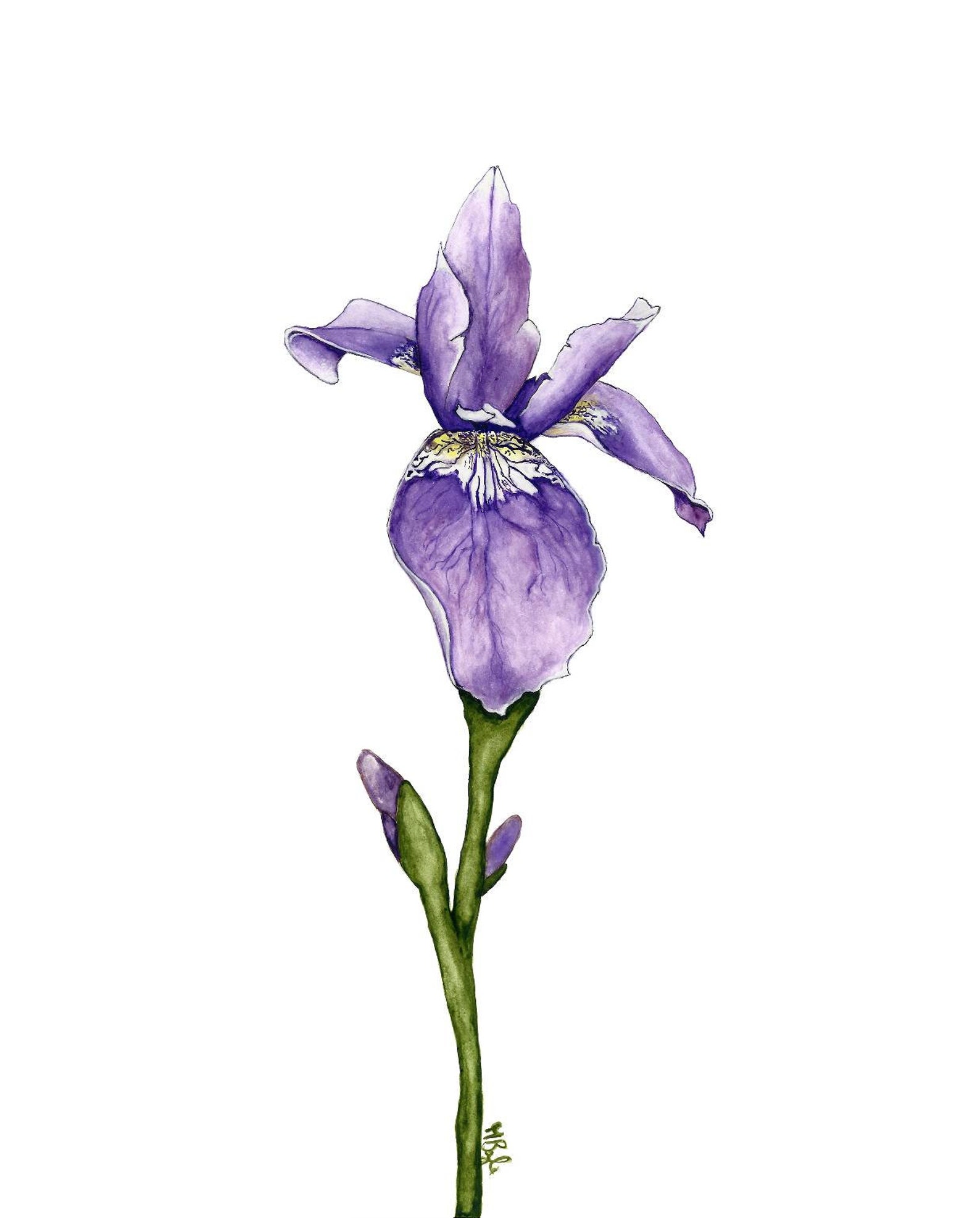 Set of Three Iris Art Prints 11x14 Etsy