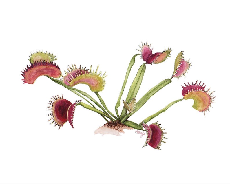 Venus Fly Trap Watercolor Art Print Etsy
