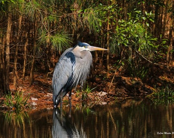 Heron in Paradise