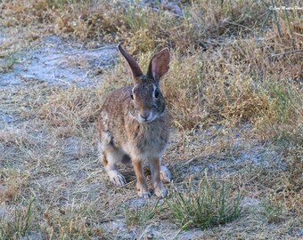 Portrait of a Bunny