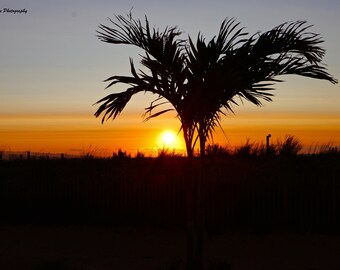 Sunrise under the Palm Tree