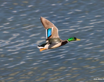 A Duck's Flight