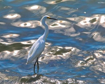 A Beautiful Day to be an Egret