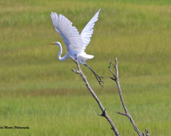 An Elegant Great Egret