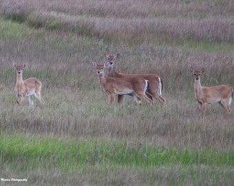 Deer Family Photo