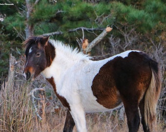 Portrait of a Horse