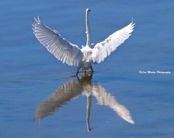 A Great Egret Star