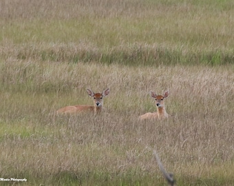 Relaxing Deer Twins