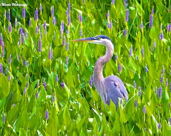 Heron in Blue