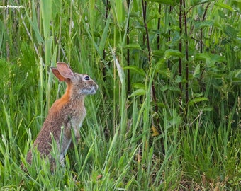 A Happy Bunny