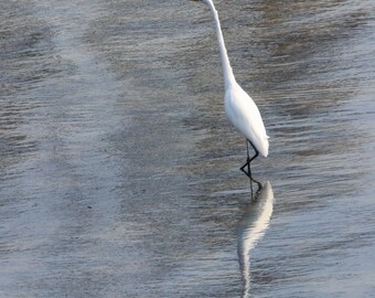 An Elegant Great Egret