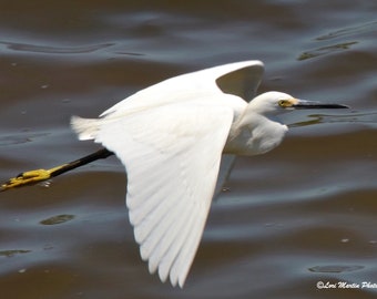 Flight of a Snowy Egret