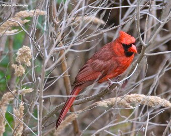 Message from a Cardinal