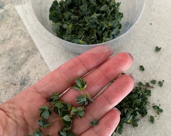 Mother of Thousands Plantlets (25 Young Babies!) Succulent | House Plants