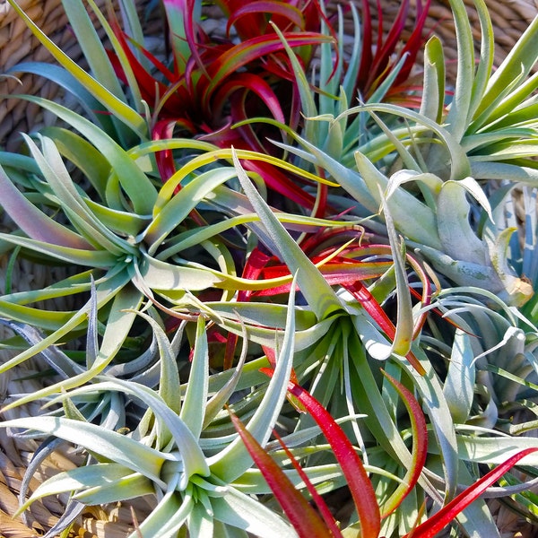 Air Plant Grab Bag, Tillandsia, Indoor Plant, Gift, Terrarium,