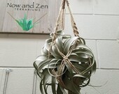 Xerographica Air Plant Terrarium Hanging Macrame Gift Indoor Plant Boho Decor Office Accessories