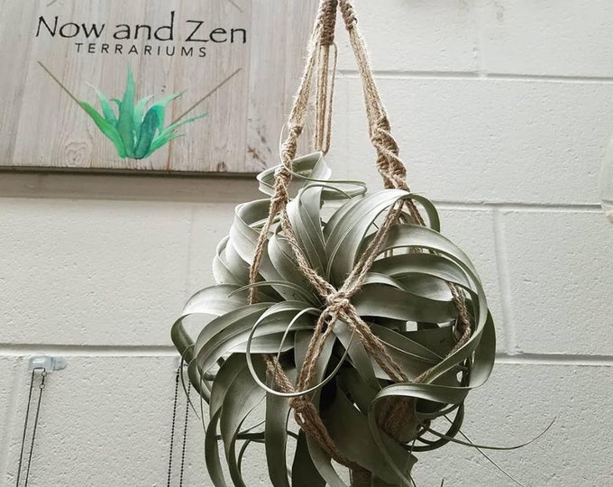 Xerographica Air Plant Terrarium Hanging Macrame Gift Indoor Plant Boho