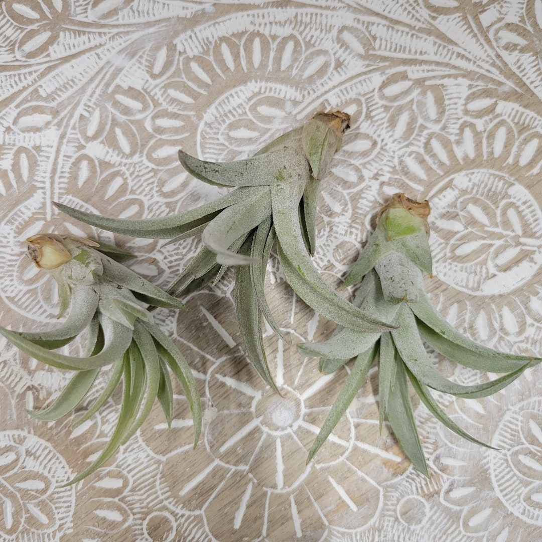 Extra Air Plants Replacement Air Plants Etsy