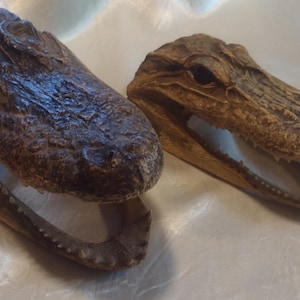 DWARF CROCODILE/Alligator HEADS/Skulls, Dried/Taxidermy, Sharp Little Teeth, Fierce Red Eyes!