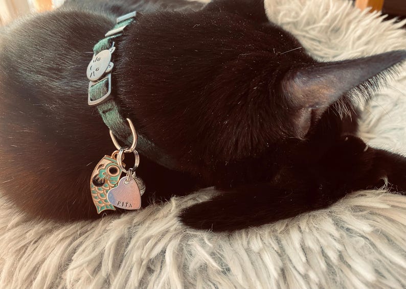 Pu&ograve; includere: Un gatto nero con un collare verde e argento e targhette. Le targhette sono un pesce e un cuore con il nome "PITA" inciso su di esso. Il gatto &egrave; sdraiato su una superficie bianca e soffice.