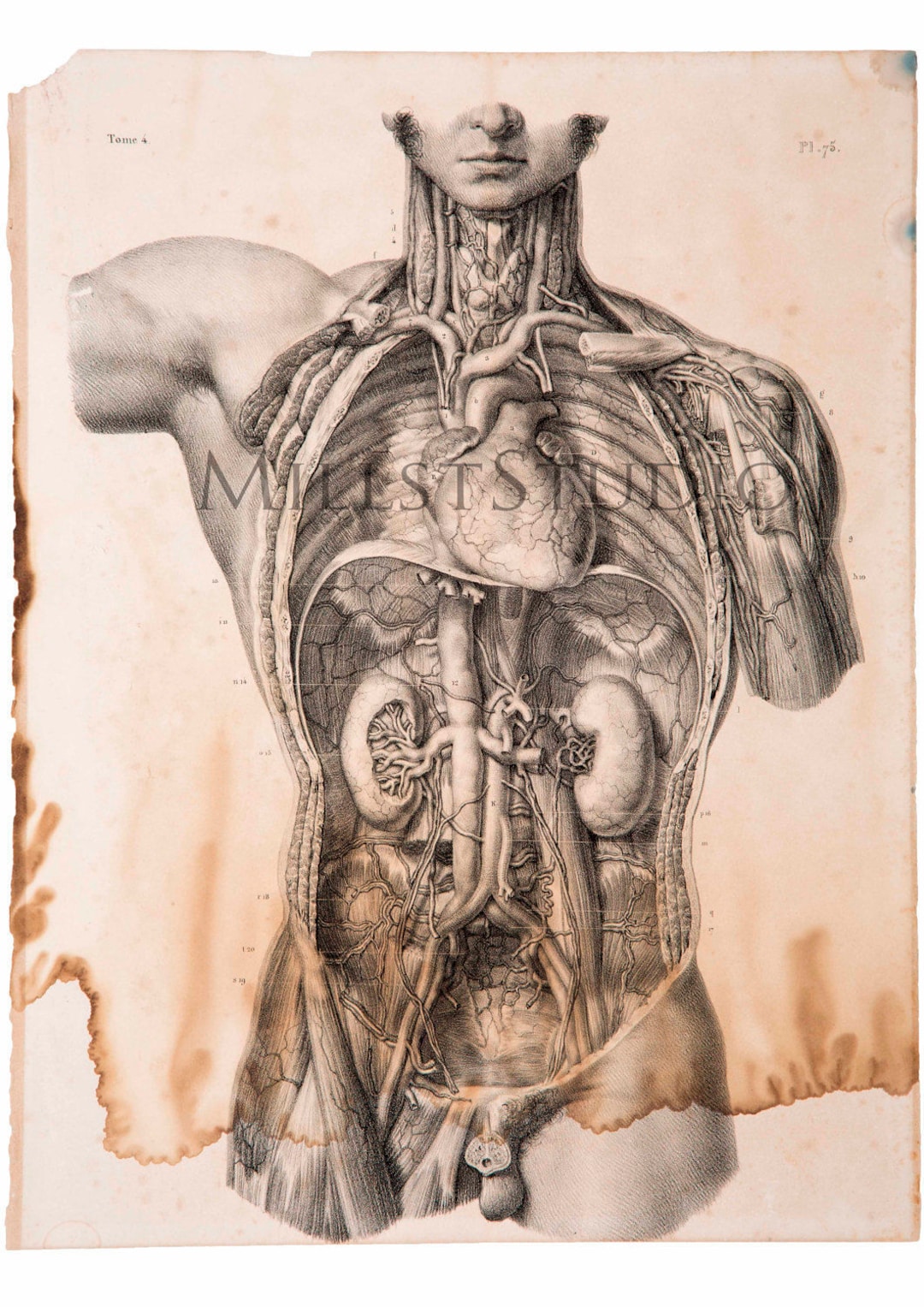 解剖学的シート。Coeur et gros vaisseaux du tronc。人間の解剖学の