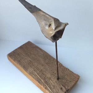May include: A dried, textured, cone-shaped fish skin specimen mounted on a thin metal rod. The specimen features a grey, scaly surface with a small circular opening near the base. It is secured to a rectangular, unfinished piece of natural wood.