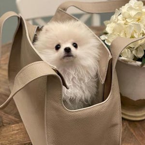 trasportino in pelle con cane all'interno