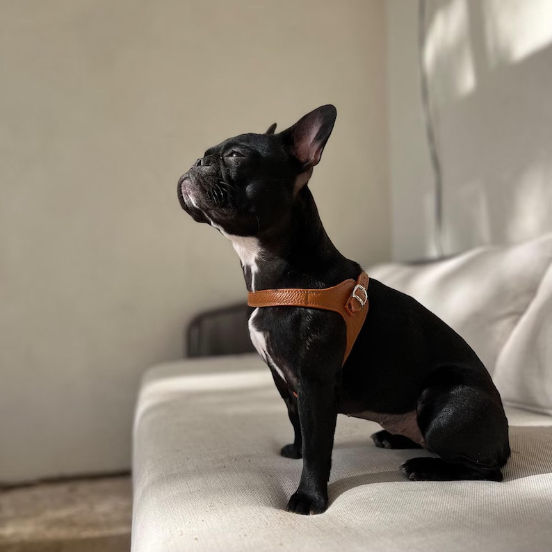 Leather dog harness and leash set brown tan color handmade Italian leather custom adjustable elegant design image 3