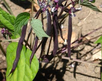 purple bush beans, compact growth, 15 seeds, organic from our farm