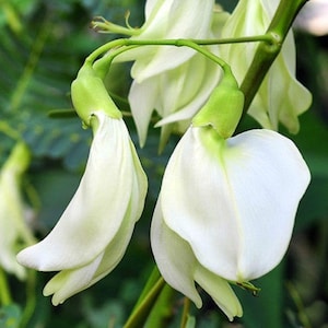 parrot beak Sesbania Grandiflora tree, WHITE, edible hummingbird flower, 20 seeds