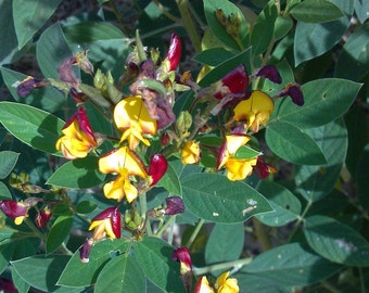 Cajanus cajan, PIGEON PEA, 10 seeds